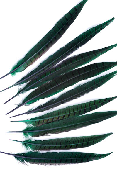 Faisan de Colchide - 20-30 cm - vert